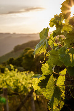 vineyard in autumn