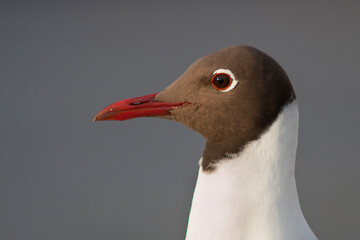 Kokmeeuw, Common Black-headed Gull, Croicocephalus ridibundus © AGAMI