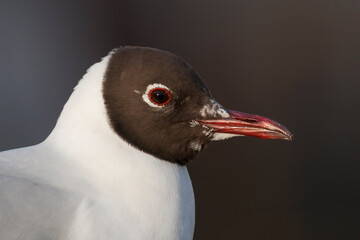 Kokmeeuw, Common Black-headed Gull, Croicocephalus ridibundus © AGAMI