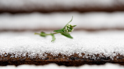 white little flower in the snow