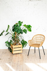 A rattan wicker chair against a white brick wall with a large potted plant. modern stone brick wall empty living room. Bright interior. Minimalism