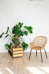 A rattan wicker chair against a white brick wall with a large potted plant. modern stone brick wall empty living room. Bright interior. Minimalism