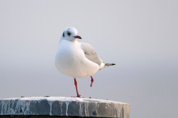 Kokmeeuw, Common Black-headed Gull, Croicocephalus ridibundus