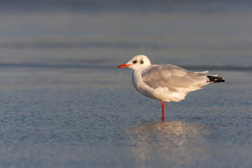Kokmeeuw, Common Black-headed Gull, Croicocephalus ridibundus