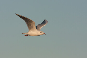Kokmeeuw, Common Black-headed Gull, Croicocephalus ridibundus