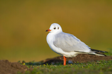 Kokmeeuw, Common Black-headed Gull, Croicocephalus ridibundus