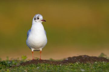 Kokmeeuw, Common Black-headed Gull, Croicocephalus ridibundus