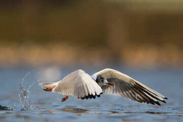 Kokmeeuw, Common Black-headed Gull, Croicocephalus ridibundus