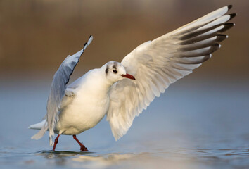 Kokmeeuw, Common Black-headed Gull, Croicocephalus ridibundus