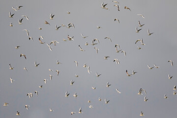 Kokmeeuw, Common Black-headed Gull, Croicocephalus ridibundus