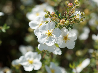 (Potentilla fruticosa) Fingerstrauch oder Strauch-Fingerkraut mit zauberhaften reinweiß Blütenschalen aus
