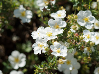 Potentilla fruticosa / Fingerstrauch oder Strauch-Fingerkraut mit Reinweiße Blüten