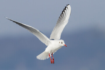 Kokmeeuw, Common Black-headed Gull, Croicocephalus ridibundus
