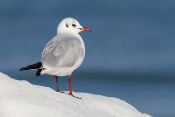 Kokmeeuw, Common Black-headed Gull, Croicocephalus ridibundus