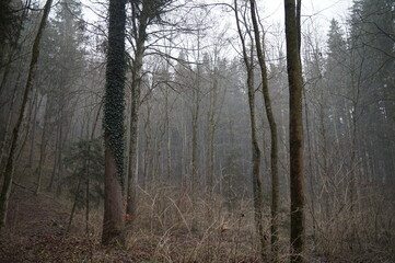 Spaziergang im Mühltal