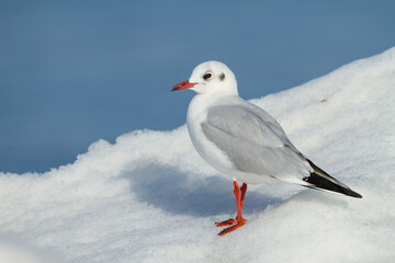 Kokmeeuw, Common Black-headed Gull, Croicocephalus ridibundus