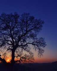 Naklejka na ściany i meble silhouette of a tree