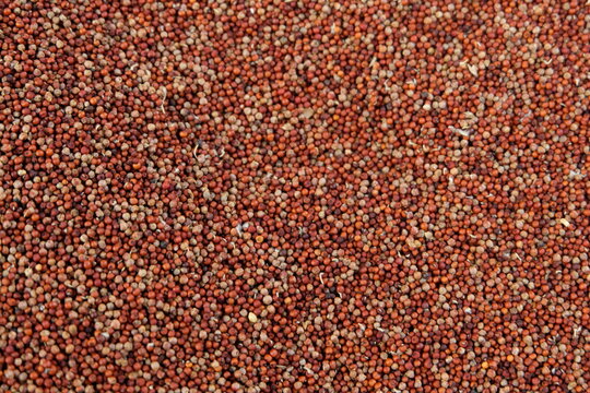 Pile of red millets also known as ragi.