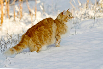 Tabby Cat hunting birds in the snow.