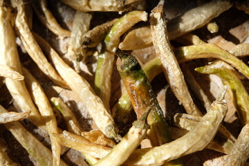 Green chilies filled with salt and sun dried.