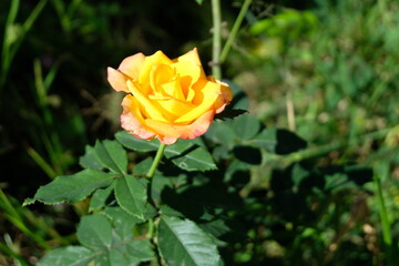 Sun kissed yellow rose plant in  garden