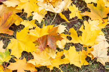 Autumn yellow fallen maple leaves, original background, close-up