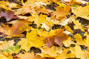 Autumn yellow fallen maple leaves, original background, close-up