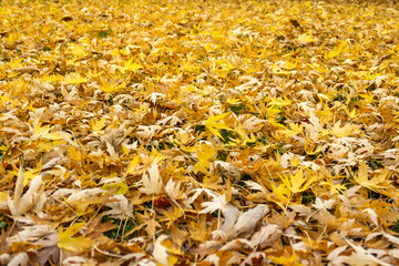 Autumn yellow fallen maple leaves, original background, close-up