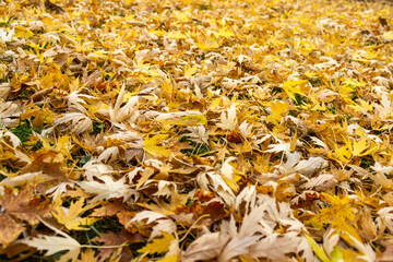 Autumn yellow fallen maple leaves, original background, close-up