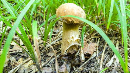 Lonely boletus edulis mushroom banner in forest green grass. Selected focus