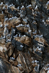 Black-legged Kittiwake, Drieteenmeeuw, Rissa tridactyla