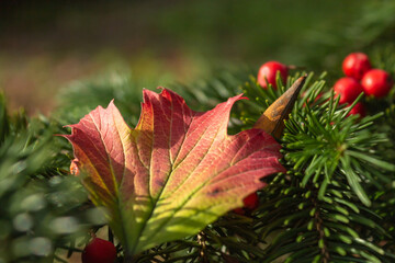 Red rowan berries on a spruce tree branch along with fallen autumn maple leaves. Late fall concept