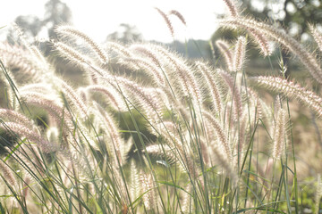 Grass blur. Grass flower in the morning.