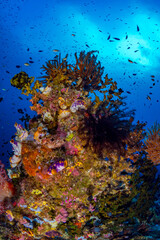 Fototapeta na wymiar Large coral heads on coral reef