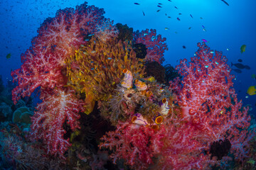 Naklejka na ściany i meble Tropical fish swimming above coral reef at liveaboard dive site in Papua New Guinea