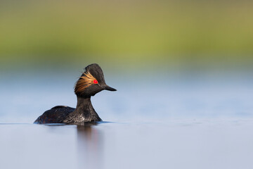 Geoorde Fuut, Black-necked Grebe, Podiceps nigricollis