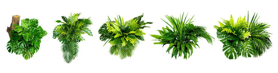 Green leaves of tropical plants bush (Monstera, palm, rubber plant, pine, bird’s nest fern) floral arrangement indoors garden nature backdrop isolated on white background thailand, clipping path.  © eakarat