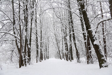road through the winter forest. snowy landscape