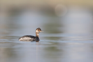 Geoorde Fuut, Black-necked Grebe, Podiceps nigricollis