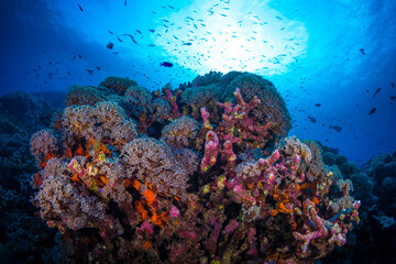 Naklejka na ściany i meble Tropical fish swimming above coral reef at liveaboard dive site in Papua New Guinea