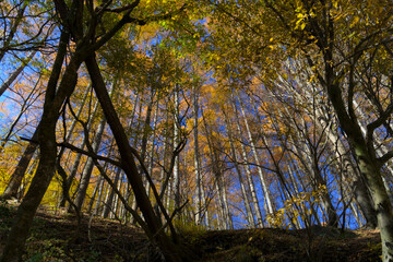 Obraz premium 仰ぎ見ると