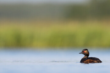 Geoorde Fuut, Black-necked Grebe, Podiceps nigricollis
