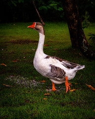 goose on the grass