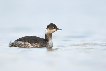 Geoorde Fuut, Black-necked Grebe, Podiceps nigricollis