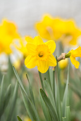 Obraz premium Daffodils closeup with selective focus.