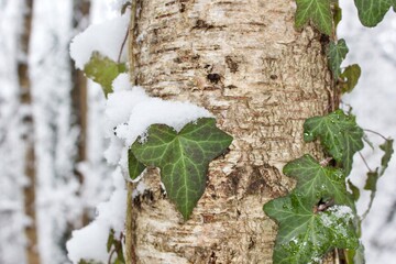 leaves covered in snow in winter