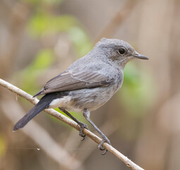 Zwartstaart, Blackstart, Cercomela melanura neumanni