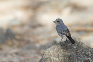 Zwartstaart, Blackstart, Cercomela melanura neumanni