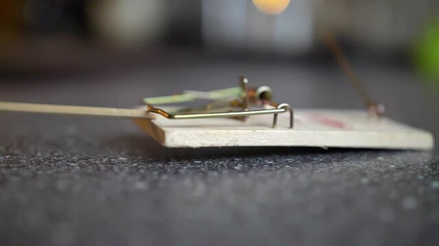 Triggering Spring Bar Mousetrap Slow Motion