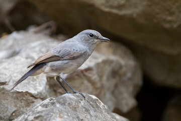 Zwartstaart, Blackstart, Cercomela melanura neumanni